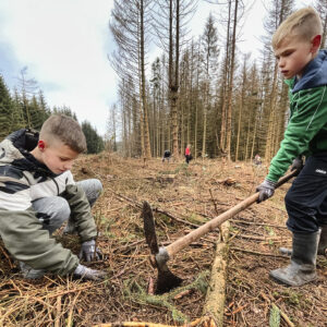 Brockenläufer pflanzen 1500 Bäume